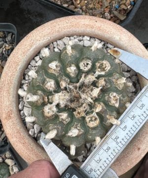 Lophophora Williamsii 5 5