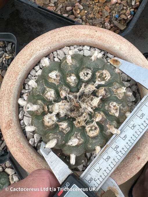 Lophophora Williamsii (Peyote) - 8Cm &Quot;Three Sisters&Quot; - Image 2