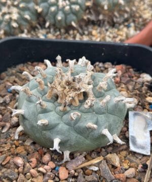 Lophophora Williamsii 6 3