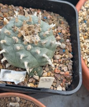 Lophophora Williamsii 6 4