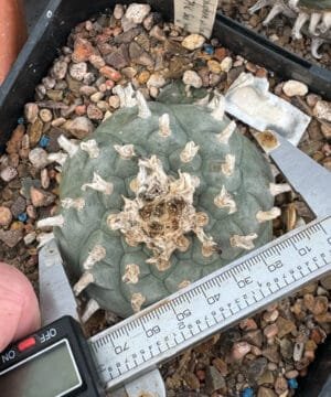 Lophophora Williamsii 6 6