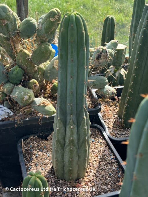 Tr. Bridgesii (Bolivian Torch) &Quot;Lira&Quot; - Whole Plants