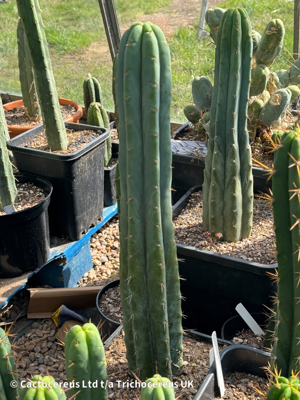 【keisuke.cacti】 Tr. bridgesii 