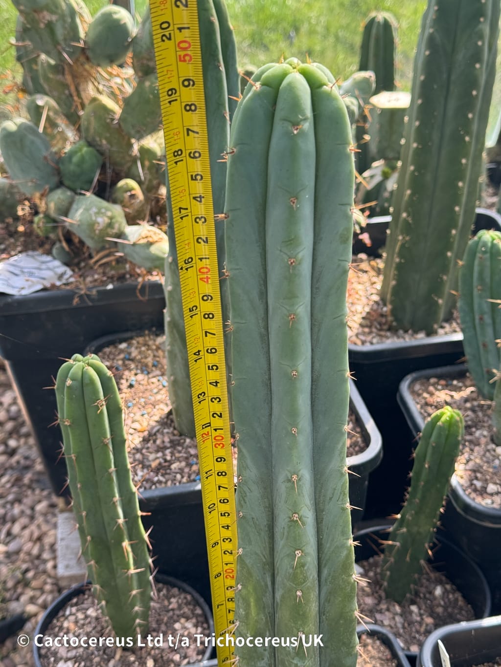Tr. bridgesii 