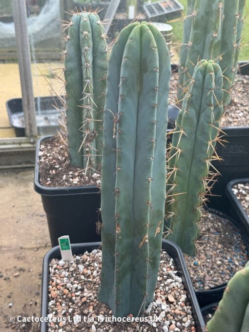 Tr. Bridgesii Hybrid &Quot;Vulcano No.1&Quot;