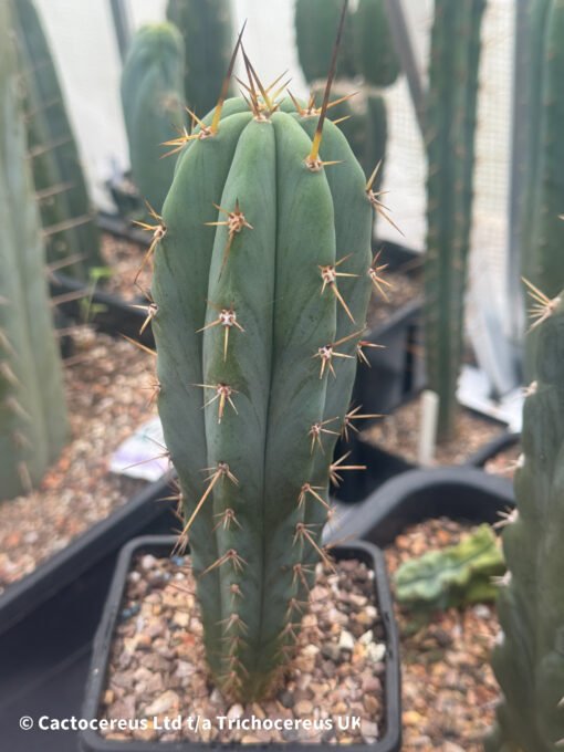 Tr. Bridgesii X Tr. Peruvianus 'Crazy Spines' - Cross