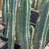 Tr Bridgesii Eileen 02 1