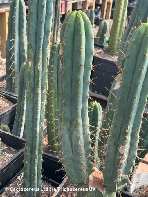 Tr. Bridgesii &Quot;Eileen&Quot; Cuts