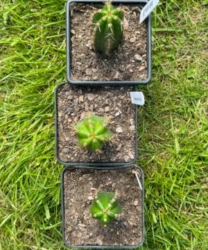 Tr Juuls X Peru Seedlings 5