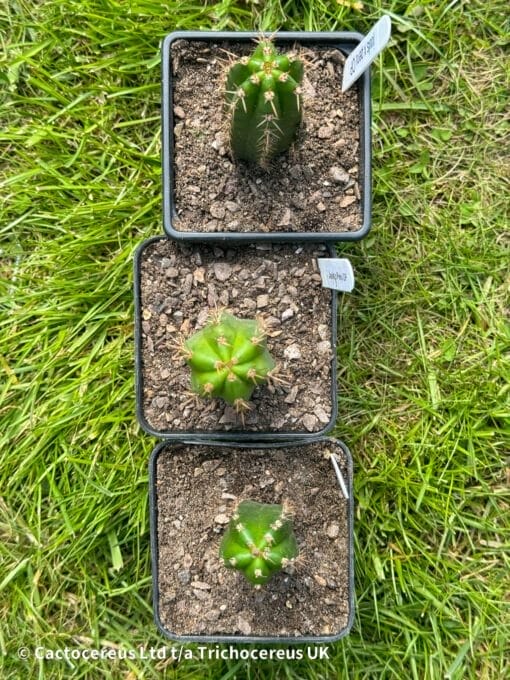 Tr Juuls X Peru Seedlings 5