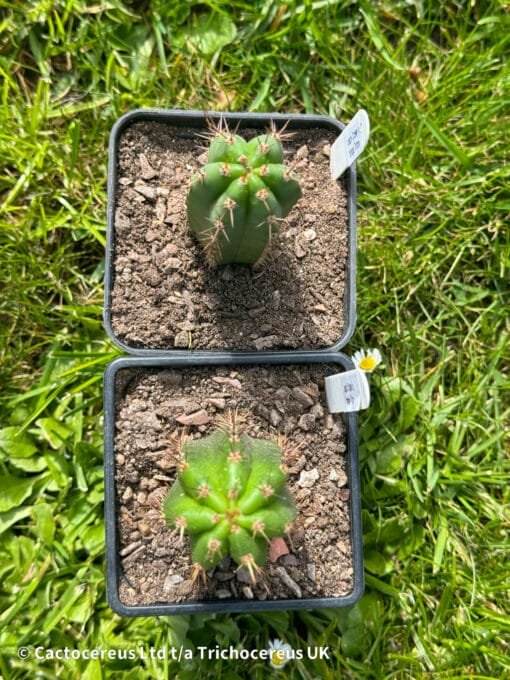 Tr. Pachanoi &Quot;Crown&Quot; X Tr. Bridgesii &Quot;Triton&Quot; - Image 3