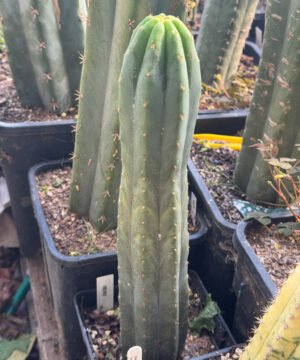 Tr. pachanoi (San Pedro) - Whole Plants