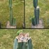 Tr Pachanoi Stumps
