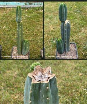 Tr. pachanoi (San Pedro) - Whole Plants
