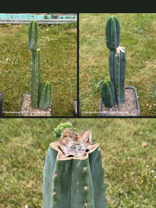 Tr. Pachanoi (San Pedro) - Whole Plants