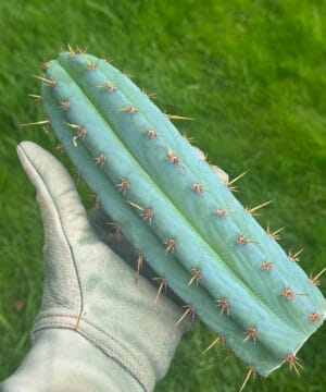 専用 1kg Trichocereus peruvianus /トップカット Tr. peruvianus short spine Cuts | Cactocereus UK t/a Trichocereus UK