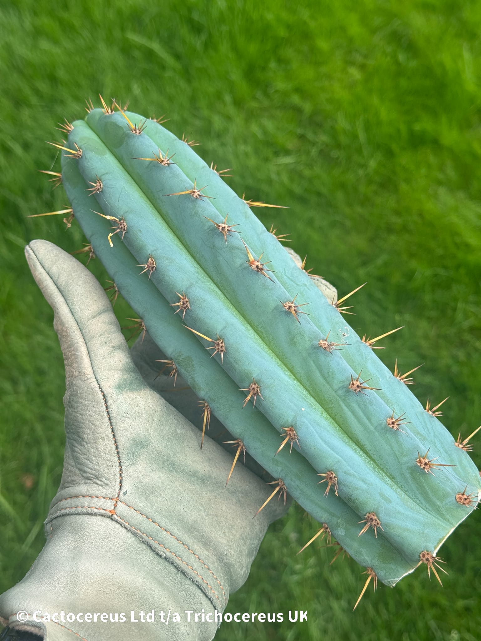 専用 1kg Trichocereus peruvianus /トップカット Tr. peruvianus Short Spine Cuttings | Cactocereus UK t/a