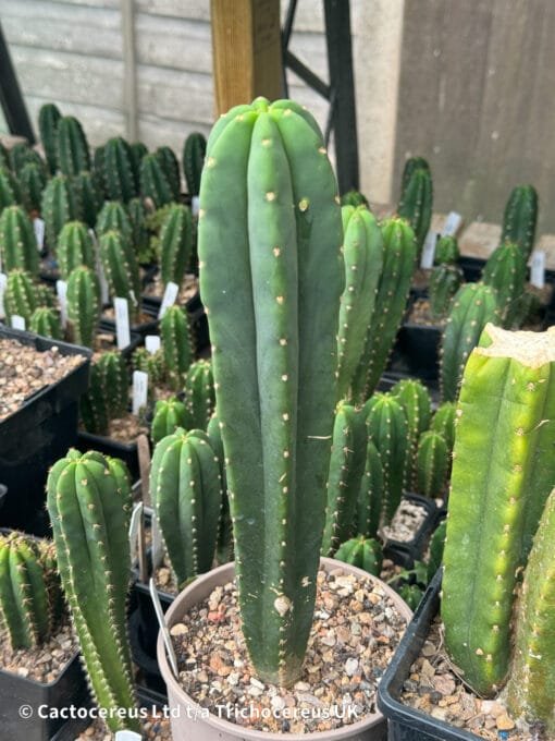 Tr. Cordobensis X Tr. Peruvianus &Quot;Crazy Spines&Quot; Seedlings