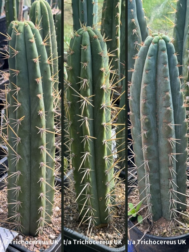 Tr. peruvianus - Peruvian Torch - Whole Plants | Cactocereus