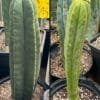 Trichocereus Uk Big 2