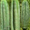 Trichocereus Uk Big 4