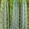 Trichocereus Uk Big 5