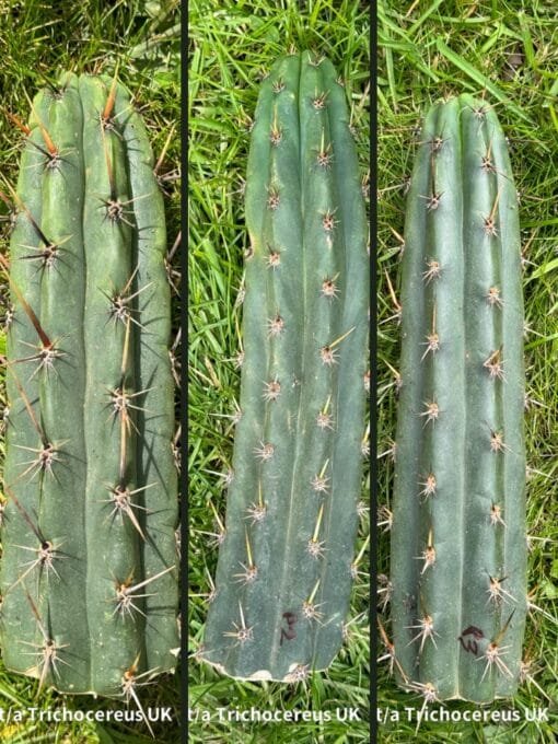 Tr. Peruvianus Cuttings