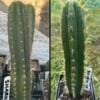 Trichocereus Uk Big 6