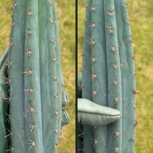 Trichocereus Peru Blue