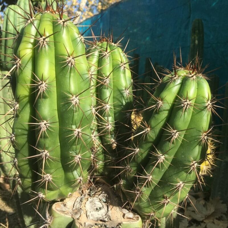 Trichocereus Taquimbalensis Care 1024X1024 1