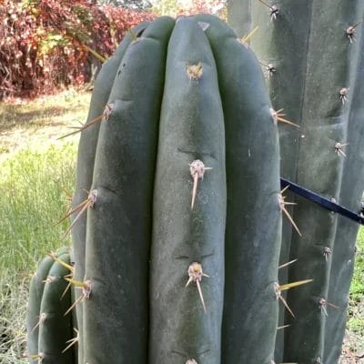 Echinopsis Colossus Cactus