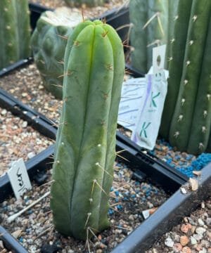 Tr Bridgesii Eileen 24 1