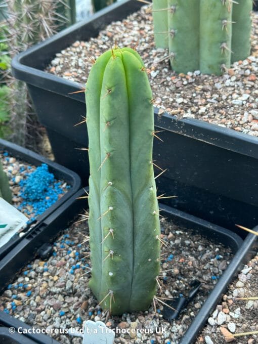 Tr. Bridgesii &Quot;Eileen&Quot; Whole Plant