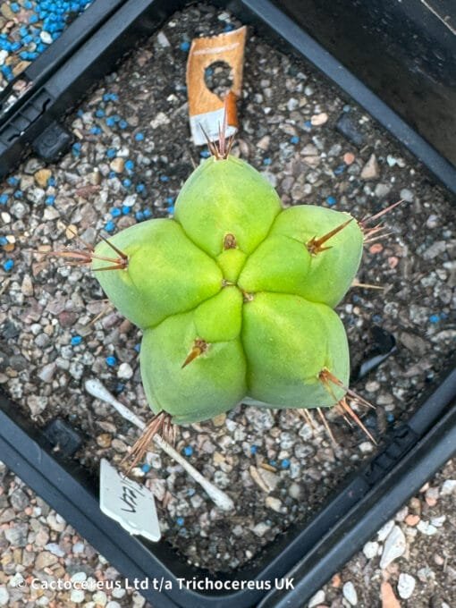 Tr. Bridgesii &Quot;Eileen&Quot; Whole Plant - Image 3