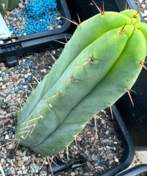 Tr Bridgesii Eileen 24 4