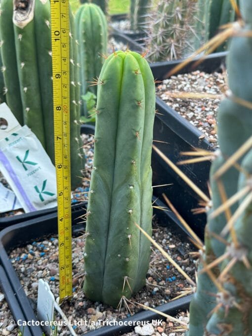 Tr. Bridgesii &Quot;Eileen&Quot; Whole Plant - Image 2