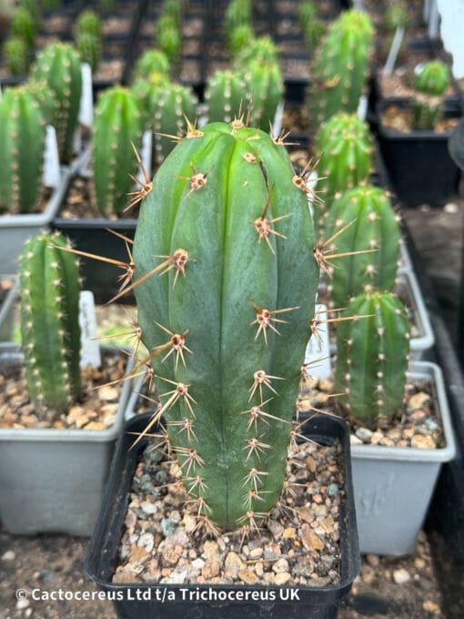 Tr. Bridgesii X Op Seedlings