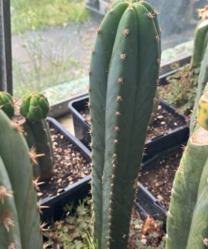 Super Pedro x Tr. pachanoi 'Fields' - San Pedro Cross
