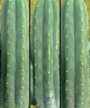 Trichocereus Pachanoi Ogan