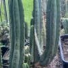 Trichocereus Pbridgesii Maria Main