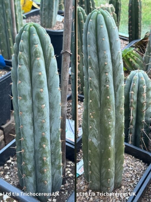 Tr. Peruvianus &Quot;Shorty&Quot; - Whole Plants