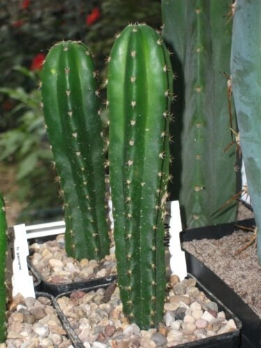 Tr. Pachanoi (San Pedro) 'Davy' Seedlings Photo Review