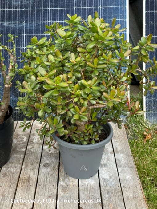 Crassula Ovata / Jade Plant / Money Plant - 50Cm