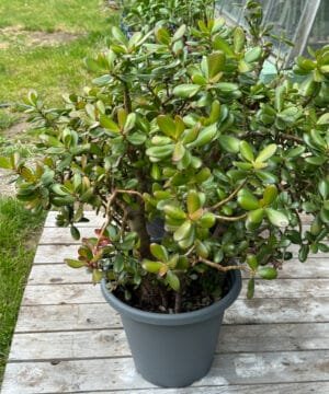 Jade Money Plant 03