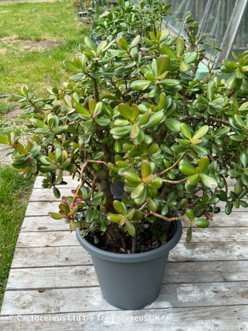 Crassula Ovata / Jade Plant / Money Plant - 50Cm - Image 4