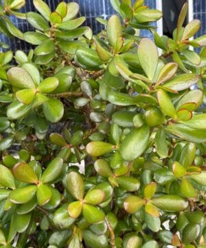 Jade Money Plant 04