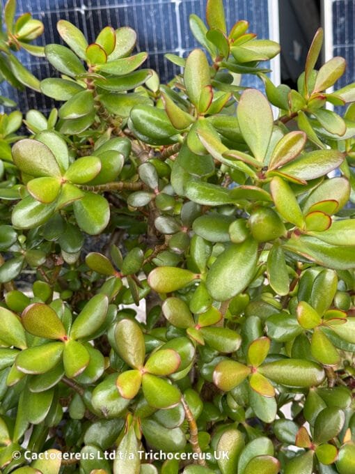 Crassula Ovata / Jade Plant / Money Plant - 50Cm - Image 5