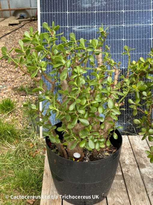 Crassula Ovata / Jade Plant / Money Plant - 55Cm