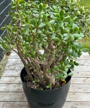 Jade Money Plant 08