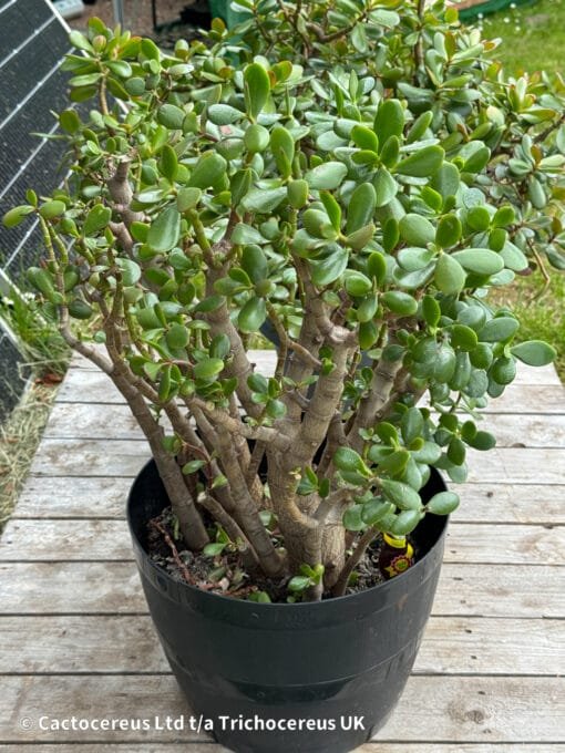 Crassula Ovata / Jade Plant / Money Plant - 55Cm - Image 5